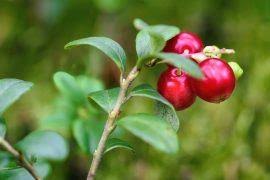 Attēlu rezultāti vaicājumam “Pseudobryum cinclidioides”