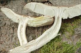 Attēlu rezultāti vaicājumam “Tricholoma album”