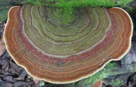 Attēlu rezultāti vaicājumam “Trametes”