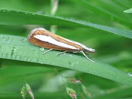 Attēlu rezultāti vaicājumam “Catoptria margaritella”