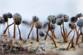 Attēlu rezultāti vaicājumam “Physarum flavicomum”