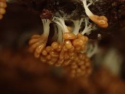 Attēlu rezultāti vaicājumam “Symphytocarpus trechisporus macro”