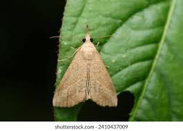 Attēlu rezultāti vaicājumam “Hypena proboscidalis”