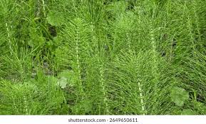 Attēlu rezultāti vaicājumam “Equisetum arvense”