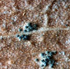 Attēlu rezultāti vaicājumam “Mycosphaerella millegrana”