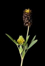 Attēlu rezultāti vaicājumam “Trifolium spadiceum flower”