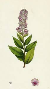 Attēlu rezultāti vaicājumam “Spiraea salicifolia”
