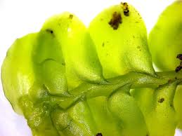 Attēlu rezultāti vaicājumam “Plagiochila porelloides sporophyte”