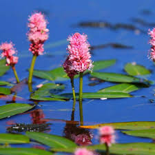 Attēlu rezultāti vaicājumam “Polygonum amphibium leaf”