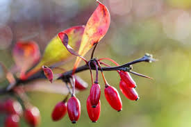 Attēlu rezultāti vaicājumam “Berberis thunbergii flower”