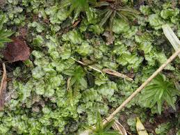 Attēlu rezultāti vaicājumam “Calypogeia azurea”