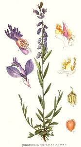 Attēlu rezultāti vaicājumam “Polygala vulgaris flower”