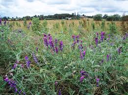 Attēlu rezultāti vaicājumam “Vicia cracca flower”