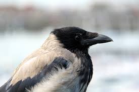 Attēlu rezultāti vaicājumam “Corvus cornix juvenile”