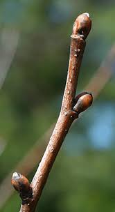 Attēlu rezultāti vaicājumam “Tilia cordata bud”