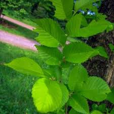 Attēlu rezultāti vaicājumam “Ulmus minor f. suberosa”