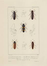 Attēlu rezultāti vaicājumam “Xylita laevigata”