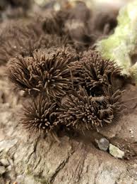 Attēlu rezultāti vaicājumam “Stemonitis herbatica young”