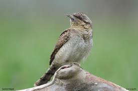 Attēlu rezultāti vaicājumam “Jynx torquilla”