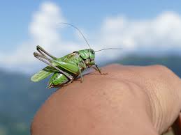 Attēlu rezultāti vaicājumam “Decticus verrucivorus”