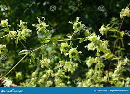 Attēlu rezultāti vaicājumam “Silene baccifera flower”