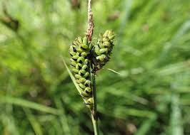 Attēlu rezultāti vaicājumam “Carex cespitosa”