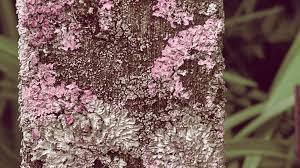 Attēlu rezultāti vaicājumam “Xanthoria parietina”