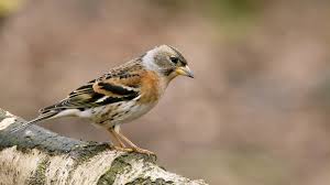 Attēlu rezultāti vaicājumam “Fringilla montifringilla female”