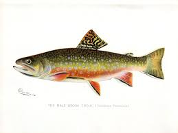 Image result for Salvelinus fontinalis