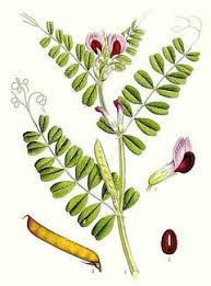 Attēlu rezultāti vaicājumam “Vicia cracca bud”