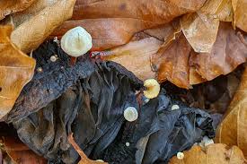 Attēlu rezultāti vaicājumam “Collybia tuberosa”