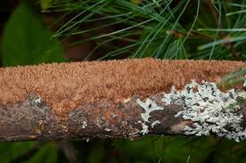 Attēlu rezultāti vaicājumam “Phellinus ferruginosus”