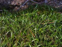 Attēlu rezultāti vaicājumam “Ranunculus flammula fruit”