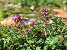 Attēlu rezultāti vaicājumam “Thymus pulegioides flower”