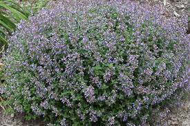 Attēlu rezultāti vaicājumam “Nepeta x faassenii”