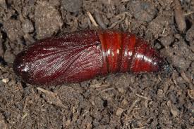 Attēlu rezultāti vaicājumam “Tholera decimalis”