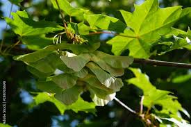 Attēlu rezultāti vaicājumam “Acer platanoides fruit”