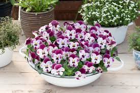 Image result for Viola cornuta