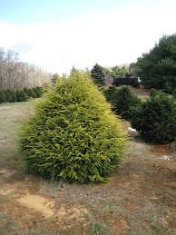 Attēlu rezultāti vaicājumam “Tsuga canadensis”