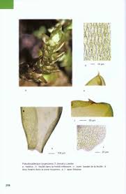 Attēlu rezultāti vaicājumam “Pseudocalliergon turgescens”