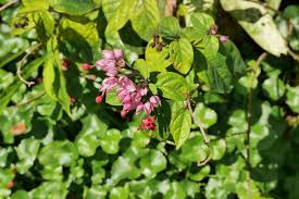 Attēlu rezultāti vaicājumam “Euonymus verrucosus”
