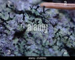 Attēlu rezultāti vaicājumam “Calicium viride”