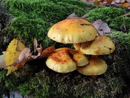 Attēlu rezultāti vaicājumam “Pholiota aurivella”