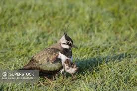 Attēlu rezultāti vaicājumam “Vanellus vanellus adult”