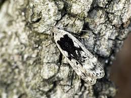 Attēlu rezultāti vaicājumam “Anacampsis blatariella”