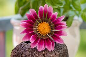 Image result for Gazanien