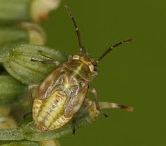 Attēlu rezultāti vaicājumam “Orthops campestris”