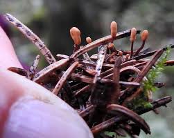 Attēlu rezultāti vaicājumam “Heyderia abietis”