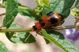 Attēlu rezultāti vaicājumam “Phyllobrotica quadrimaculata”