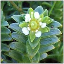 Attēlu rezultāti vaicājumam “Honckenya peploides flower”